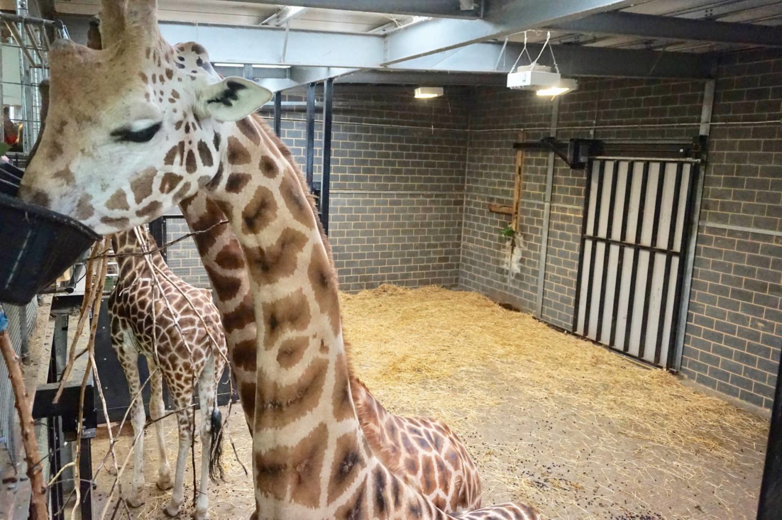Giraffe-Feeding-Experience-at-Chessington