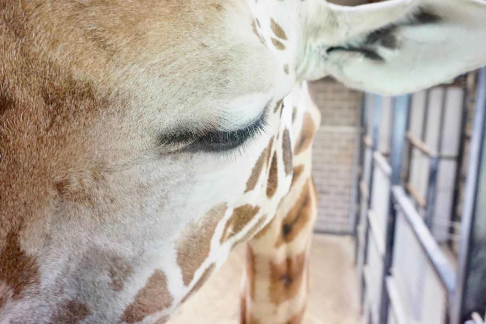 Giraffe-Feeding-Experience-at-Chessington