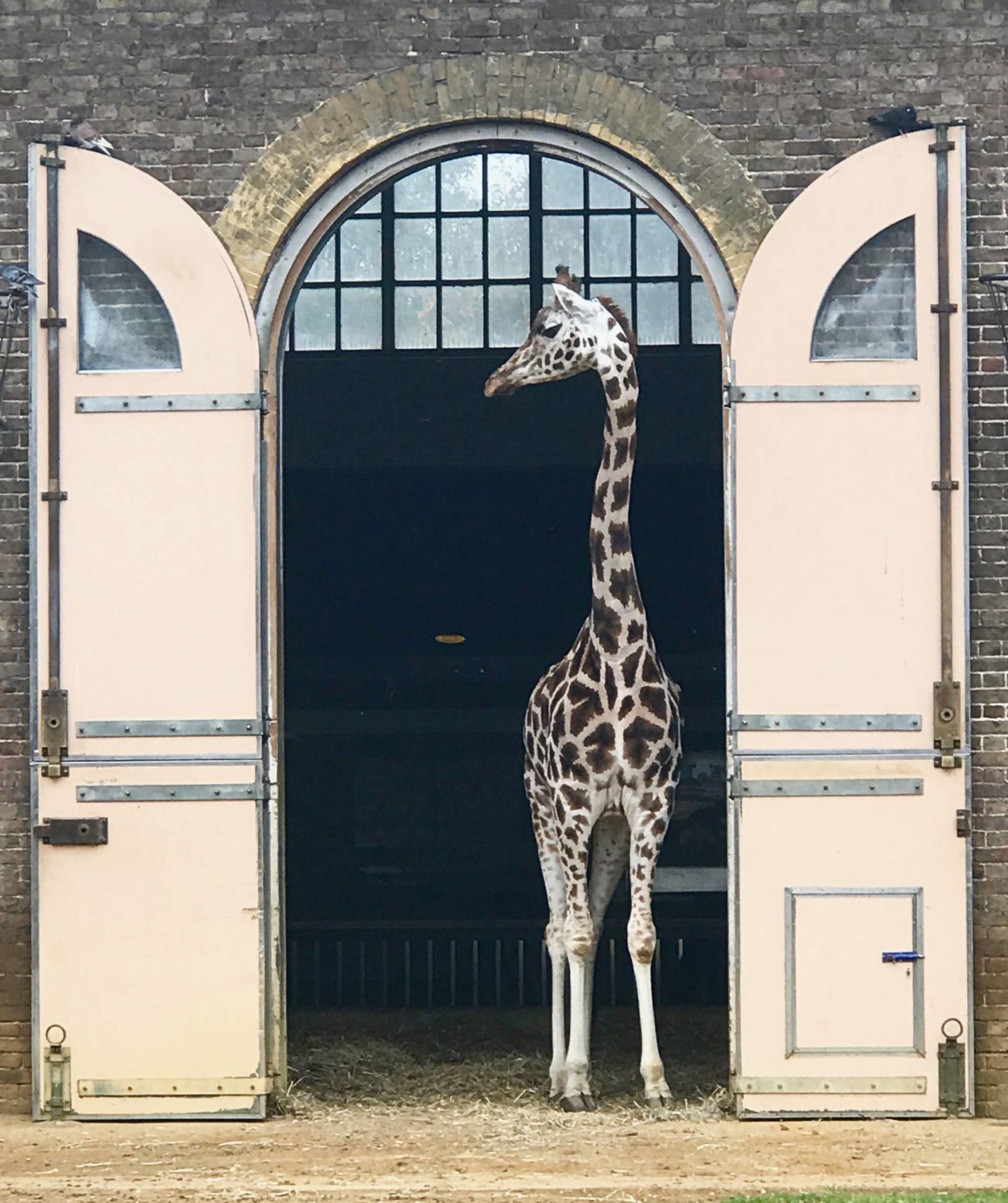 AttractionTix-for-London-Zoo