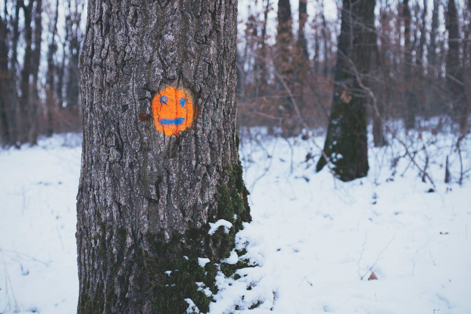 What Tree Bark Can Tell You About the Health of Your Tree