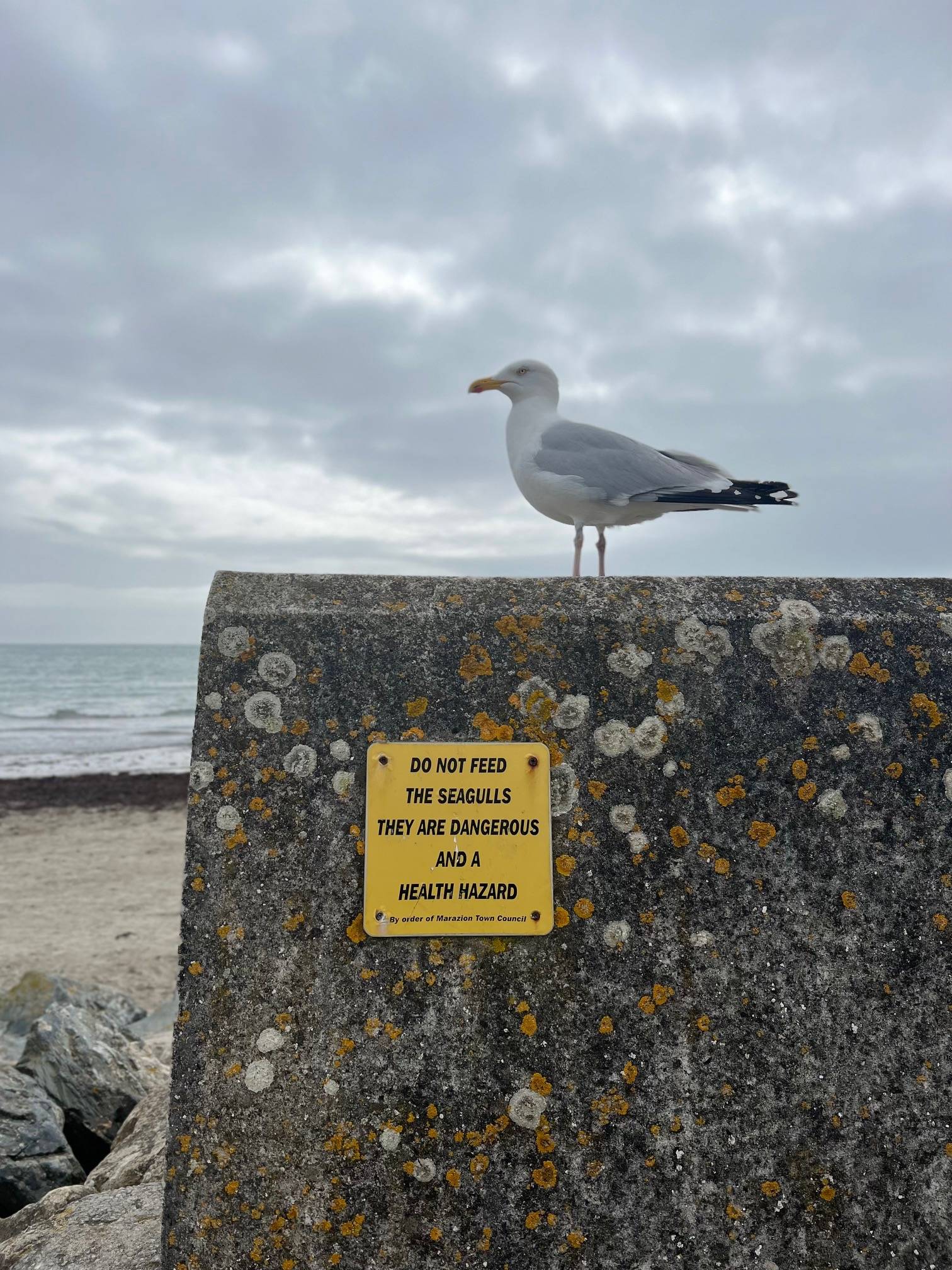 seagull stood on a wall with a sign below reading 'Do not feed the seagulls they are dangerous and a health hazard'
